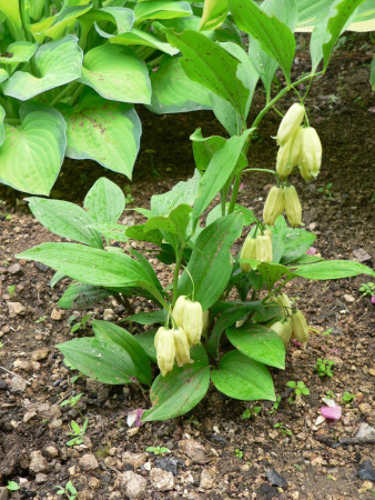 Polygonatum cf. geminiflorum